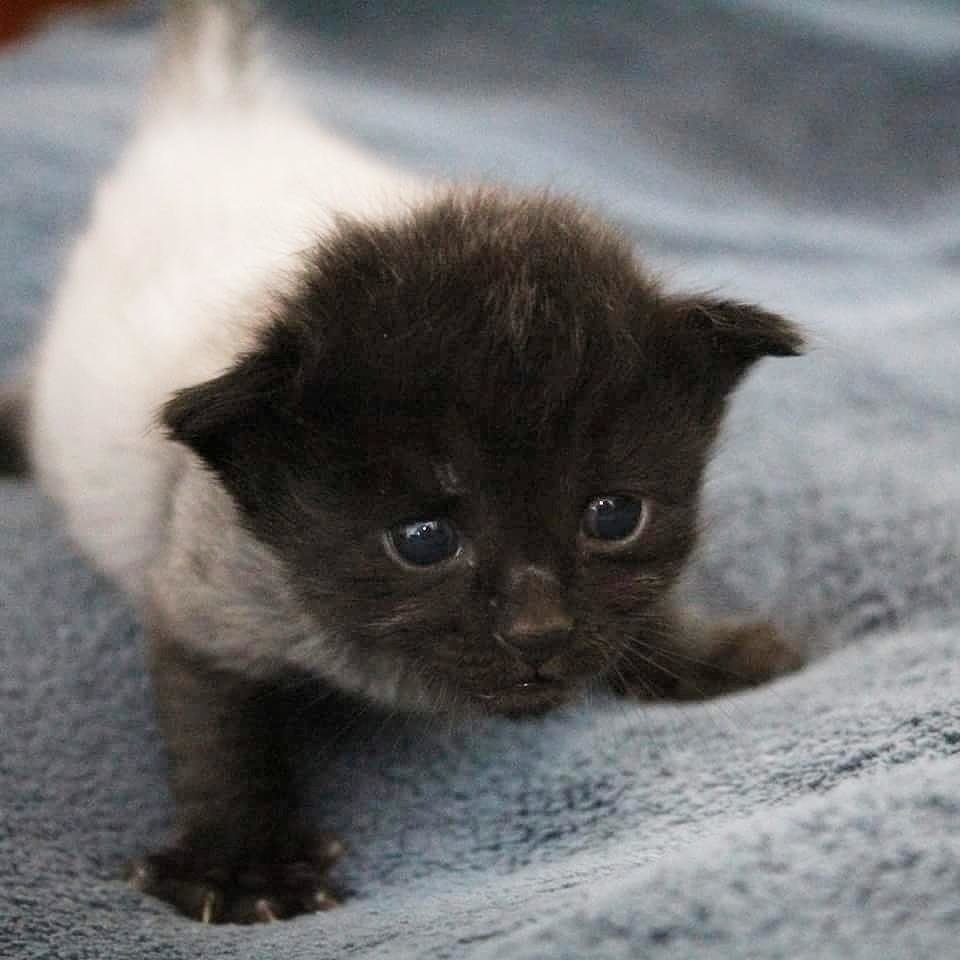 7 Kittens Born with "Fever Coat", Their True Colors Begin to Show As