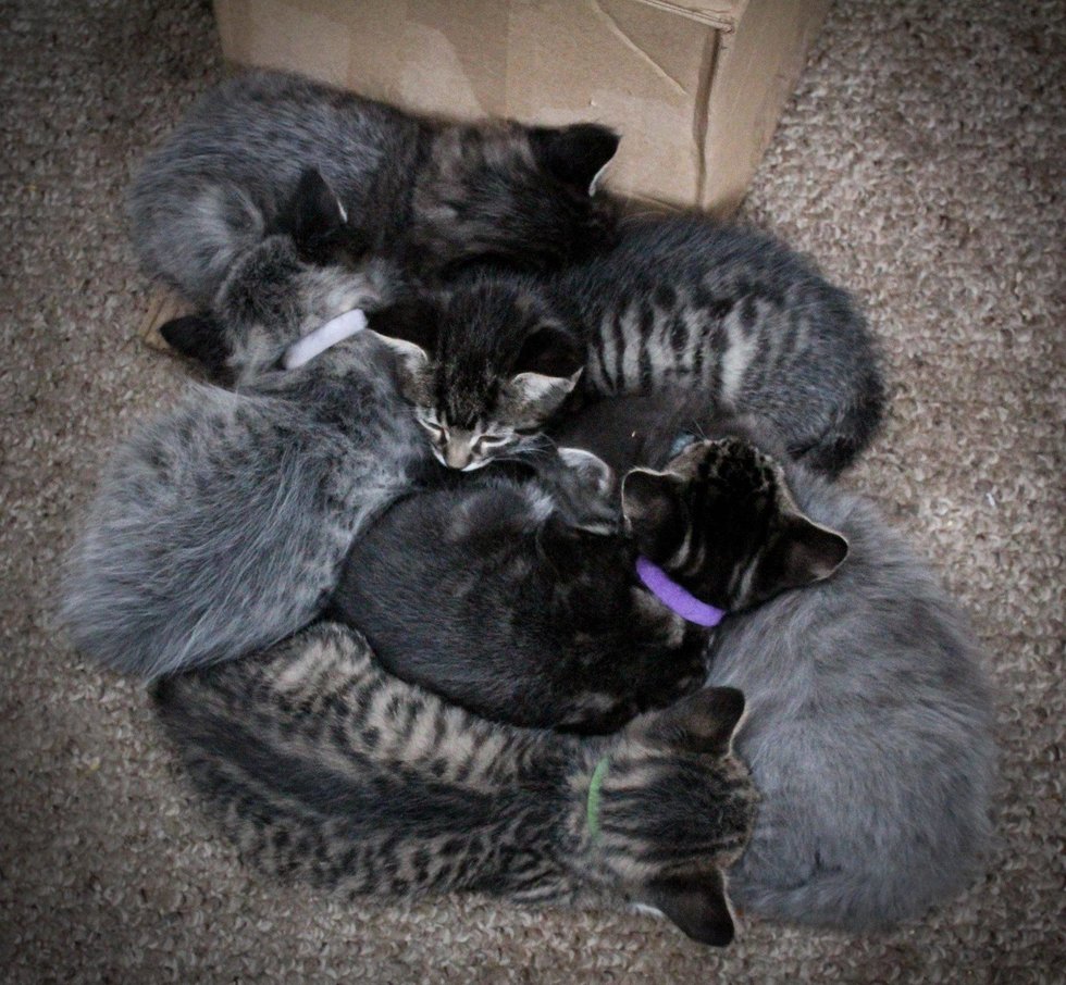 7 Kittens Born with "Fever Coat", Their True Colors Begin to Show As