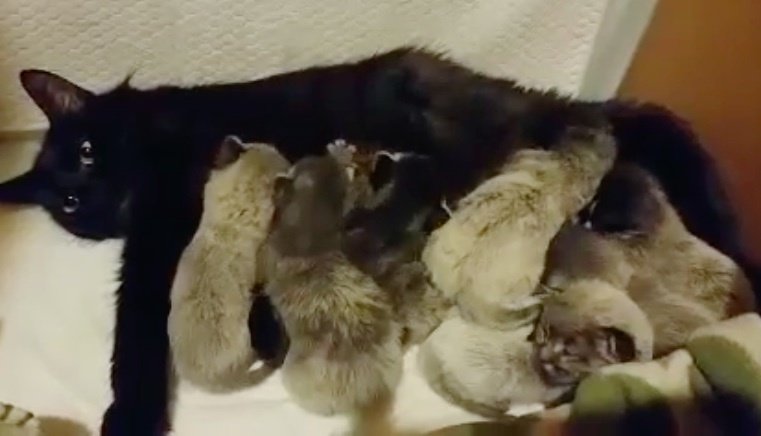 7 Kittens Born with "Fever Coat", Their True Colors Begin ...