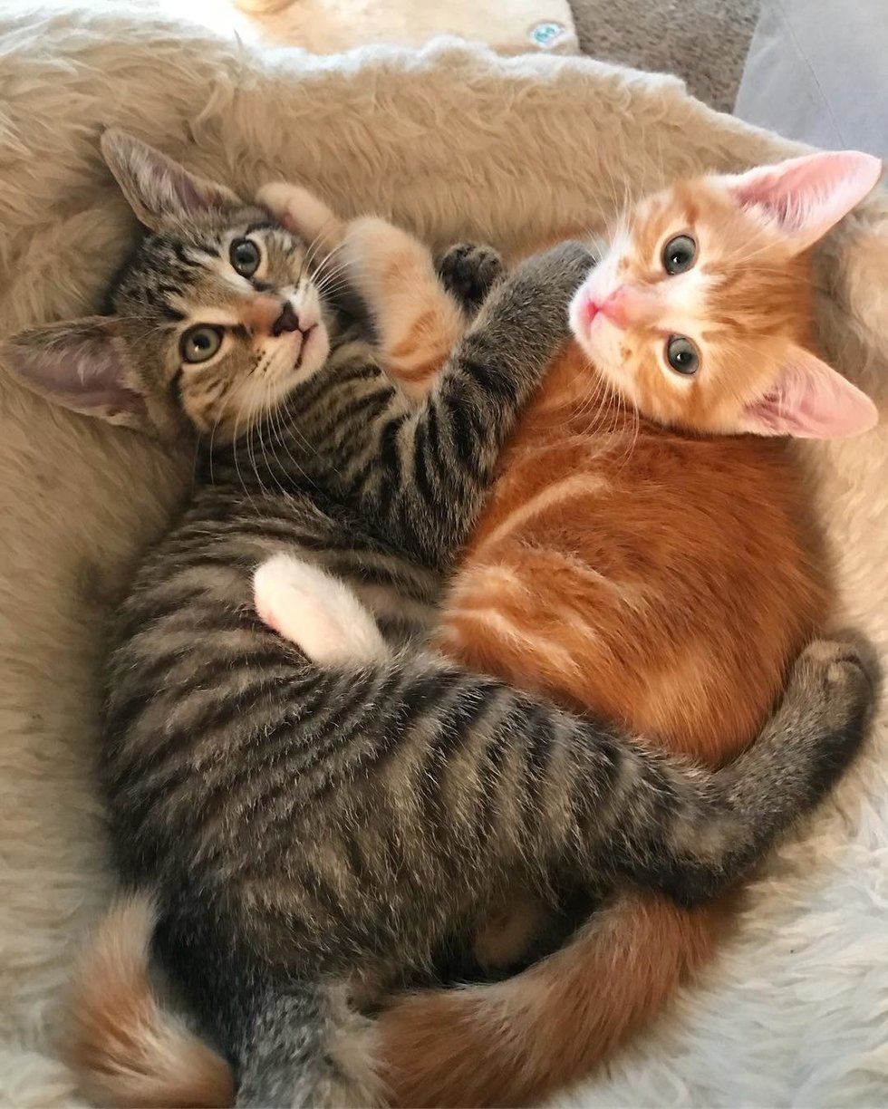 Ginger Kitten Found Love In Another Rescue Kitty and Wouldn't Let Him ...