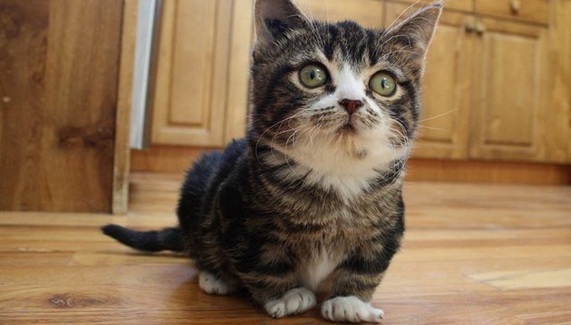 Little Kitten With Dwarfism Has A Sister Just Like Him