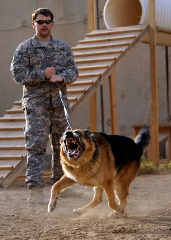 15 awesome photos of military working dogs - We Are The Mighty