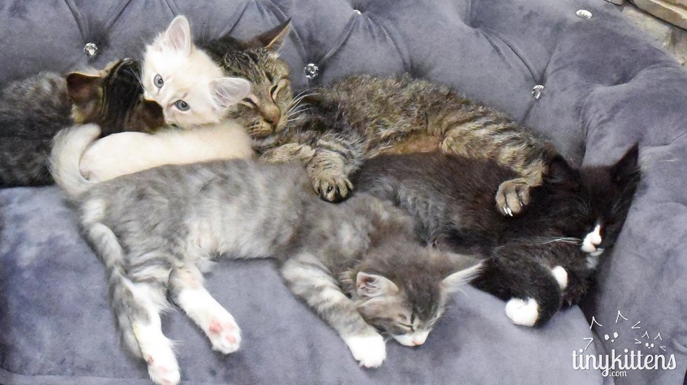 Rescue Group Begs for Foster Kittens For Their Lonely Resident Grandpa