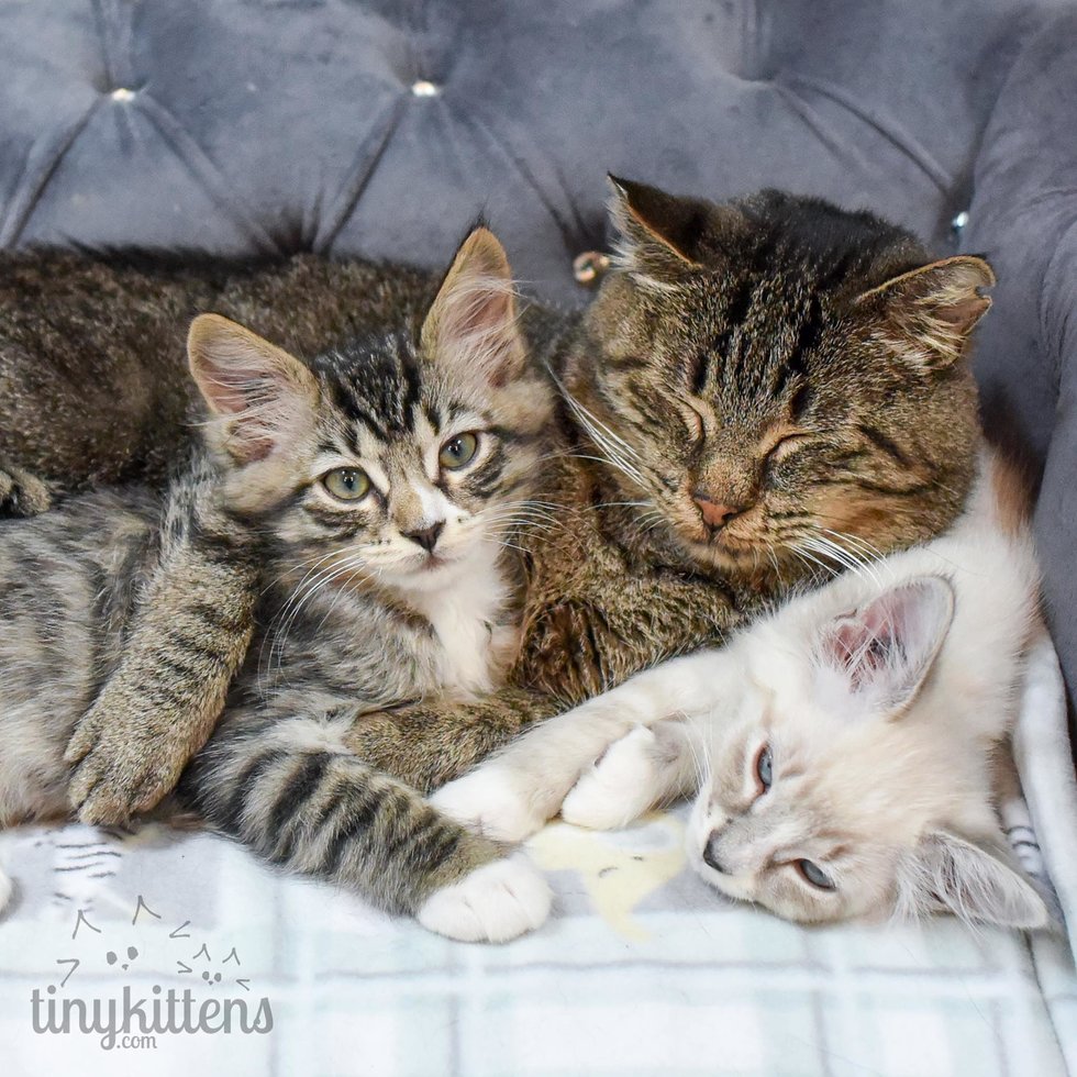 Rescue Group Begs for Foster Kittens For Their Lonely Resident Grandpa