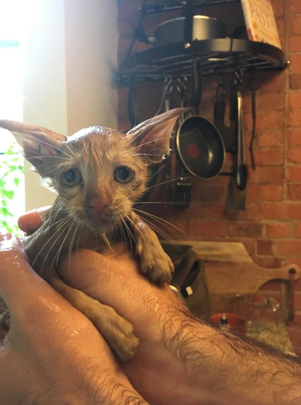 cat kitten woman affectionate happy saves drain storm found raises scared him katie