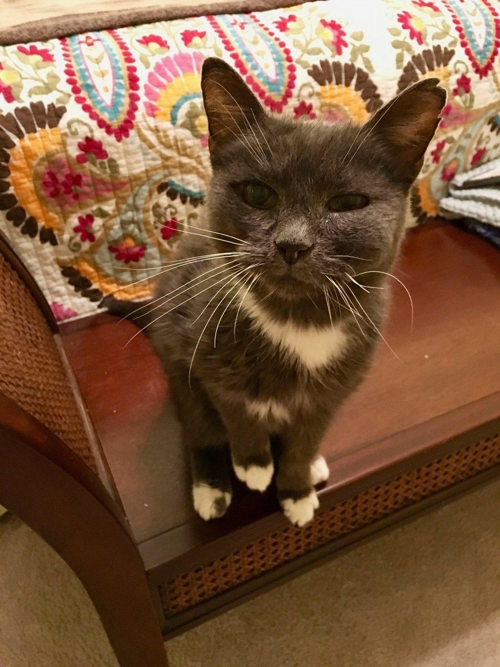 Super Senior Cat Turns 24, One Year After She Was Rescued From Shelter