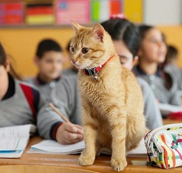 Stray Cat Wanders Into School Classroom and Decides to 