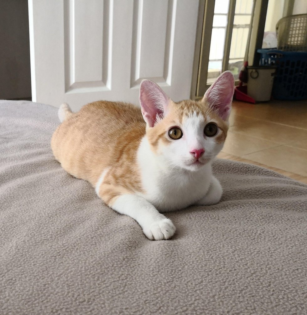 cat walks around with toy meowing