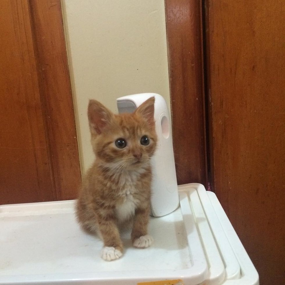 Kitten Who Stays Forever Tiny in Size, Is So Happy to Be Loved After