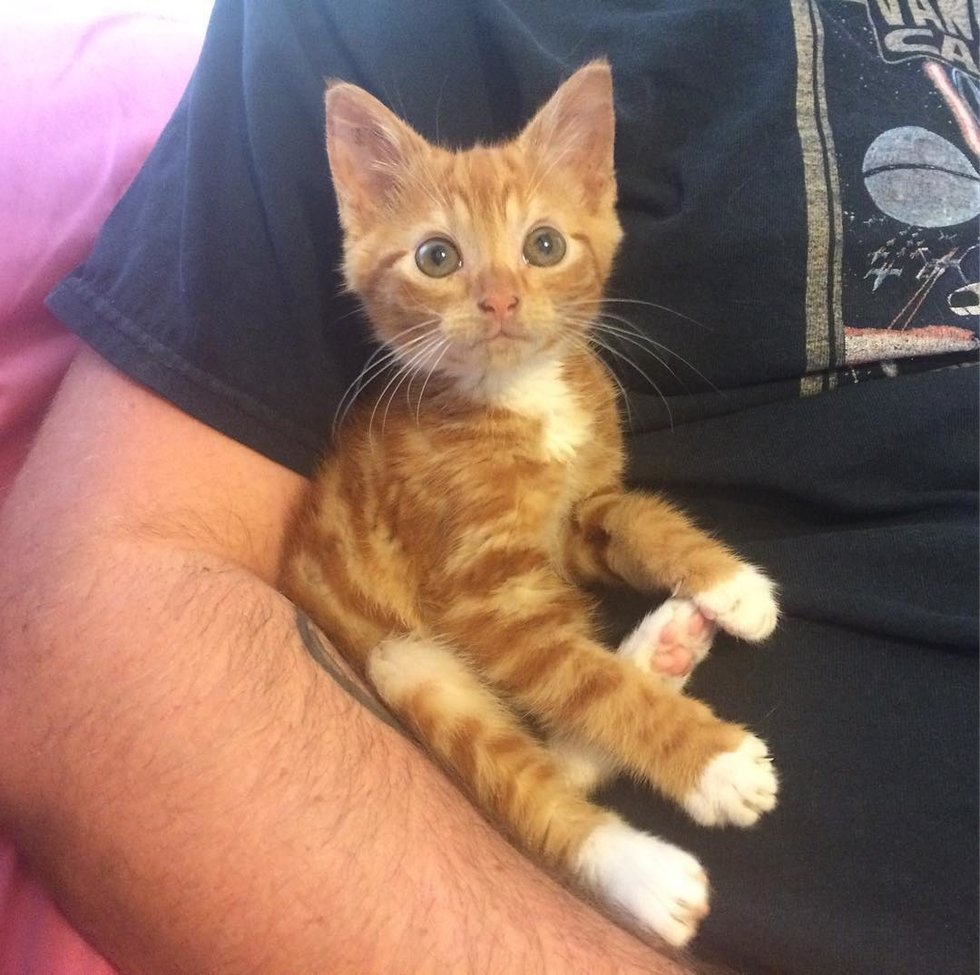 Kitten Who Stays Forever Tiny in Size, Is So Happy to Be Loved After