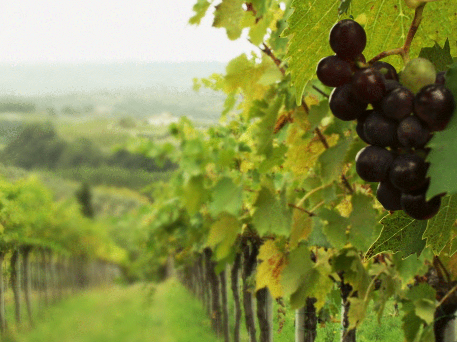 The 10 Best Gatorade Flavors