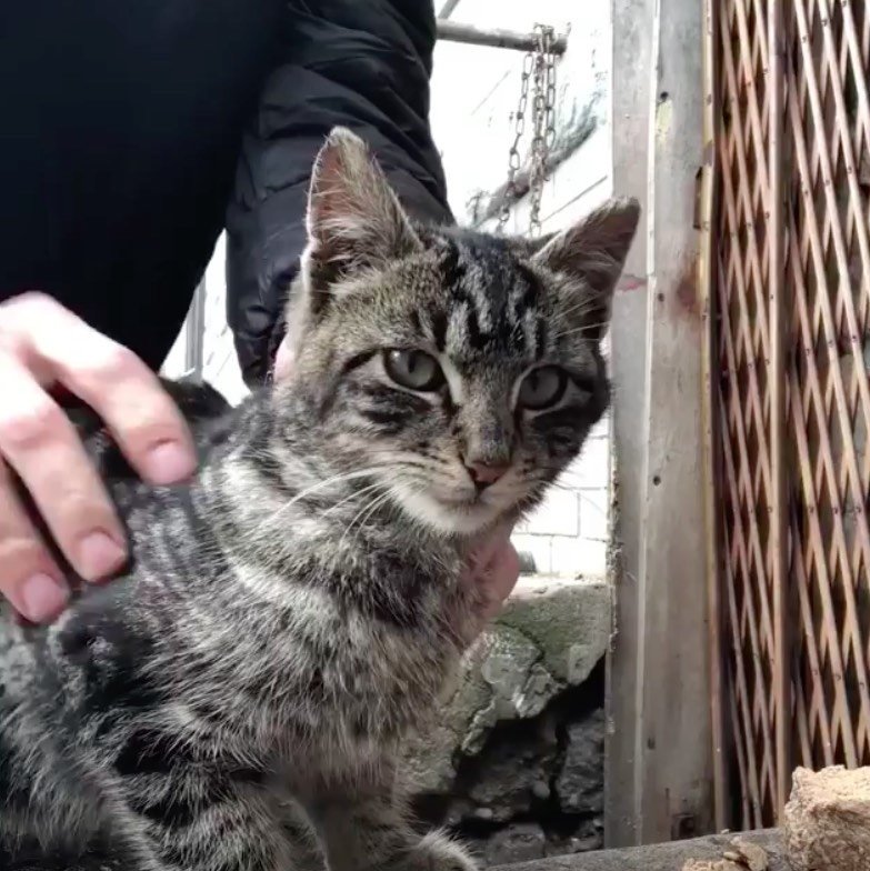 Street Cat Goes From Timid to Cuddly After Finding a Place ...