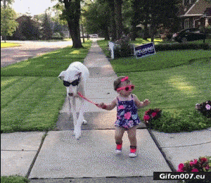 Image result for funny dog walking gif