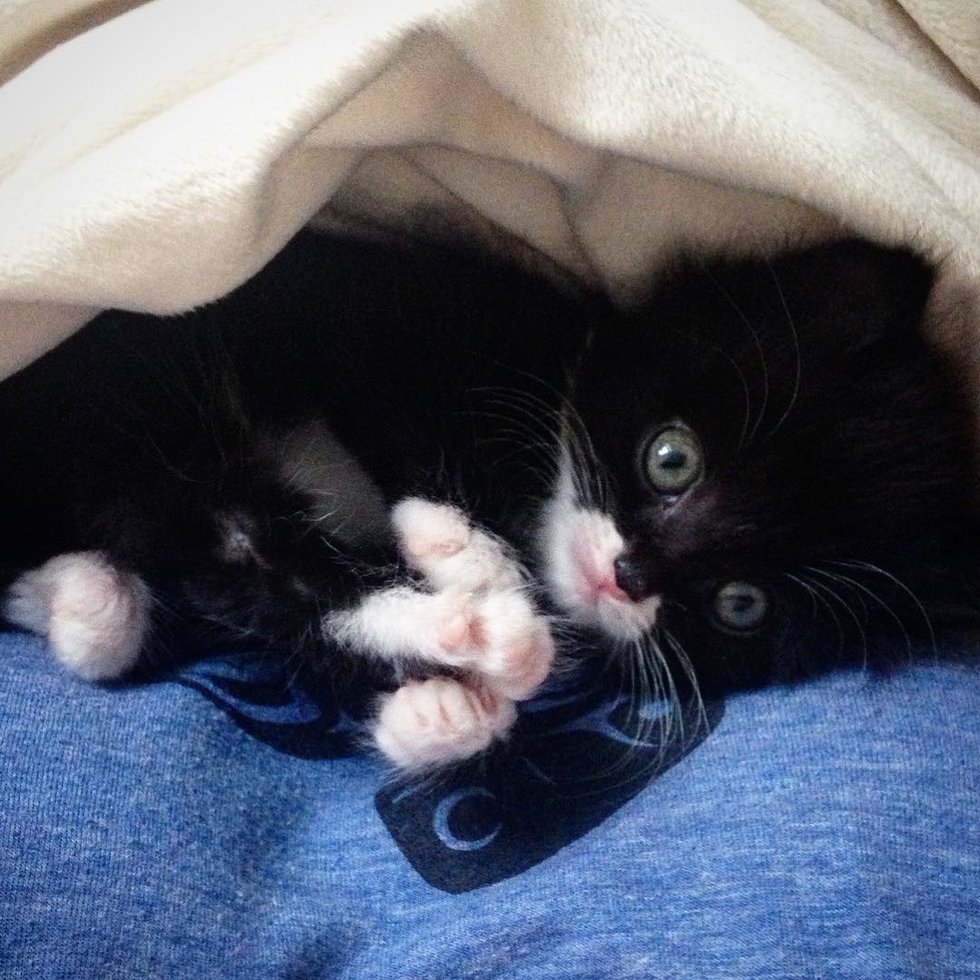 Under kitten
