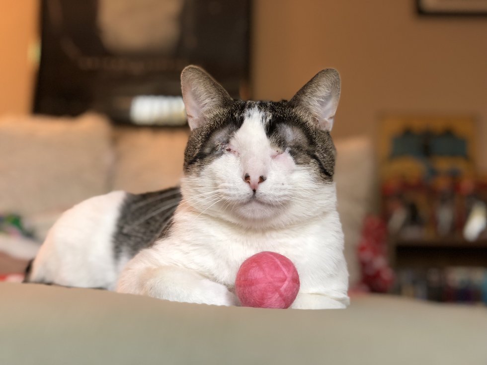 Cat Born Without Normal Eyes, Met a Couple He Loves They Couldn't Stop Thinking About Him