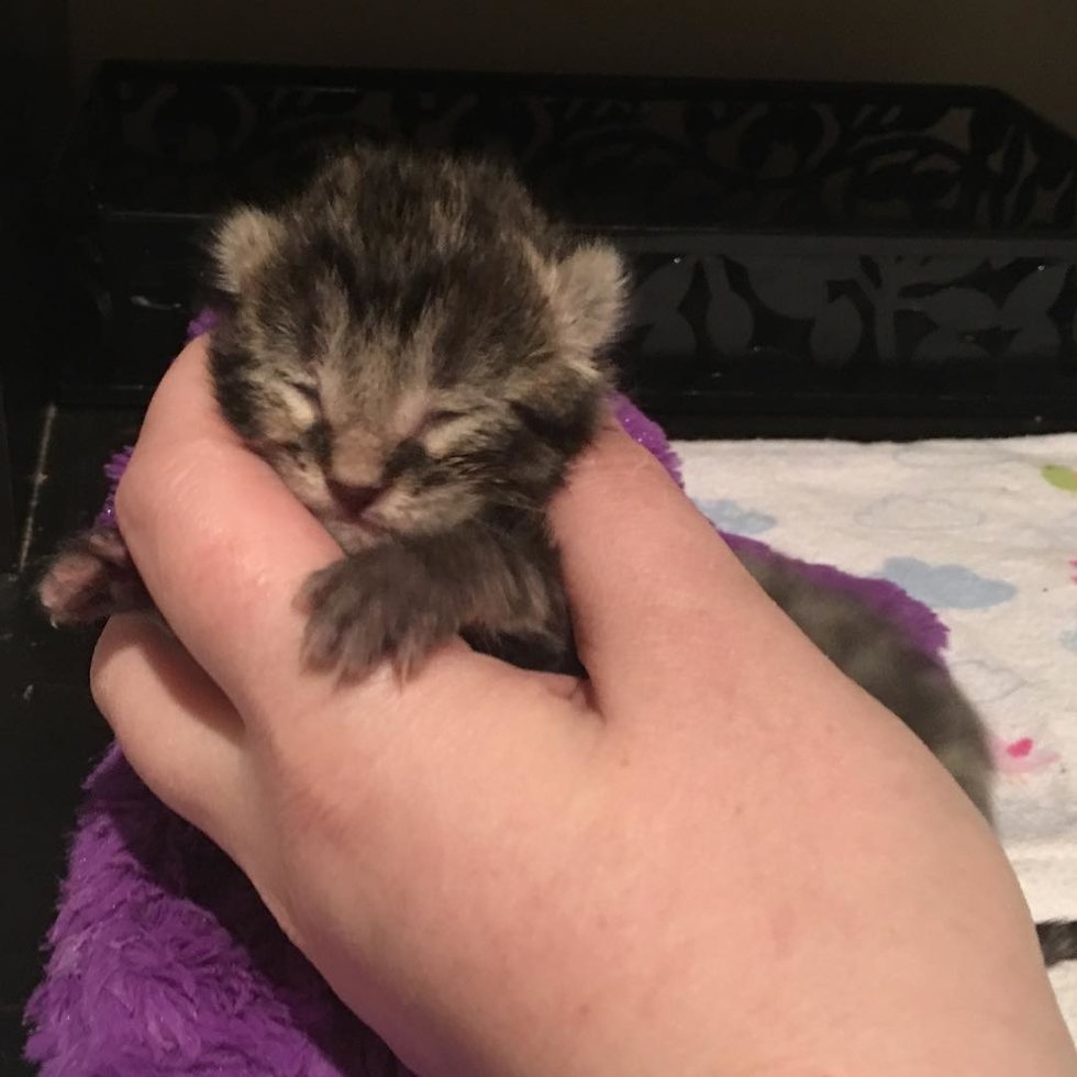 Tiny Kitten, the Only Survivor of His Litter, Gets a Second Chance and