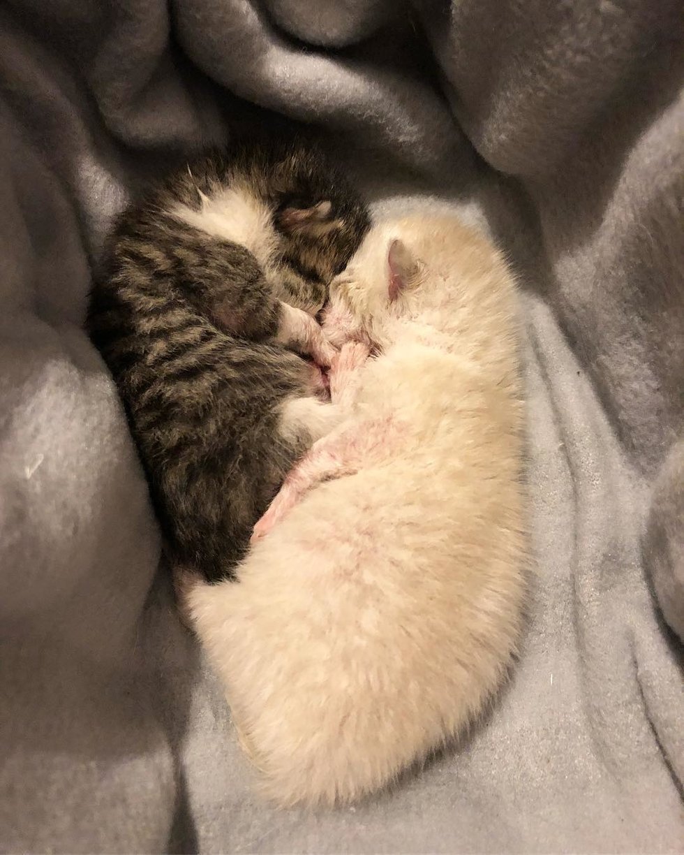 Woman Saves Newborn Kitten and Comes Back to Find Her Brother - Cutest ...