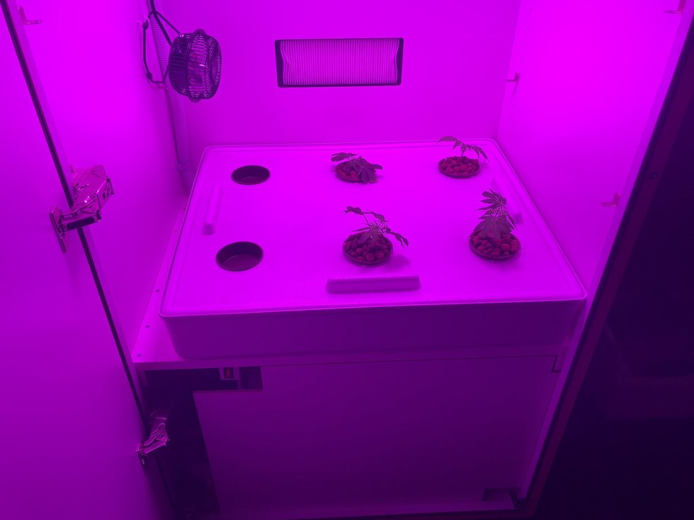 State orders more than 150 Detroit pot shops closed