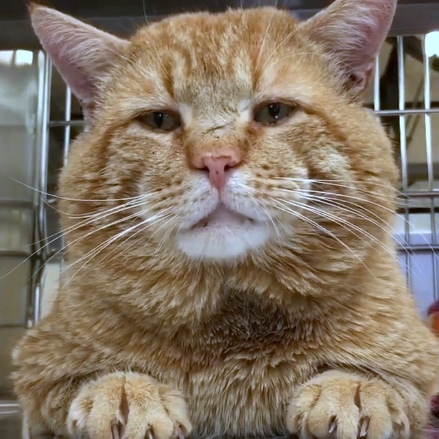 cat-with-squeaky-meow-finds-his-purr-fect-match-after-living-on-the