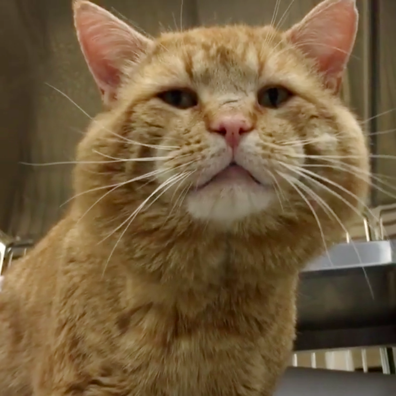 cat-with-squeaky-meow-finds-his-purr-fect-match-after-living-on-the