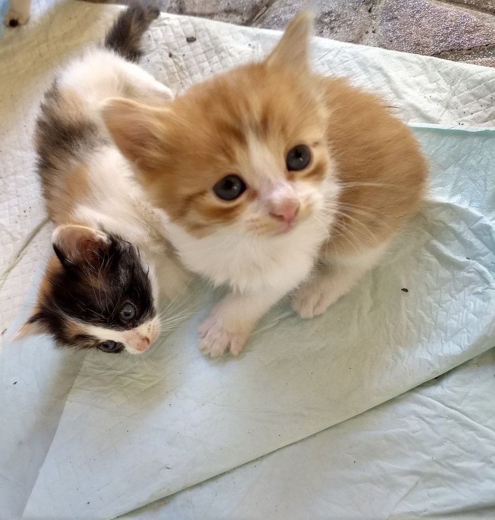 Stray Cat Mom Brings Her Kittens to Man that She ...