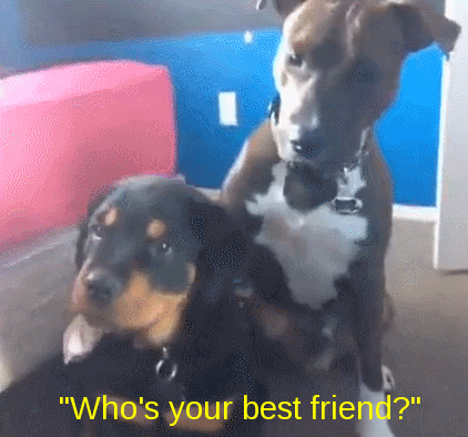 15 Dog Gifs That Perfectly Explain Having A Little Sister