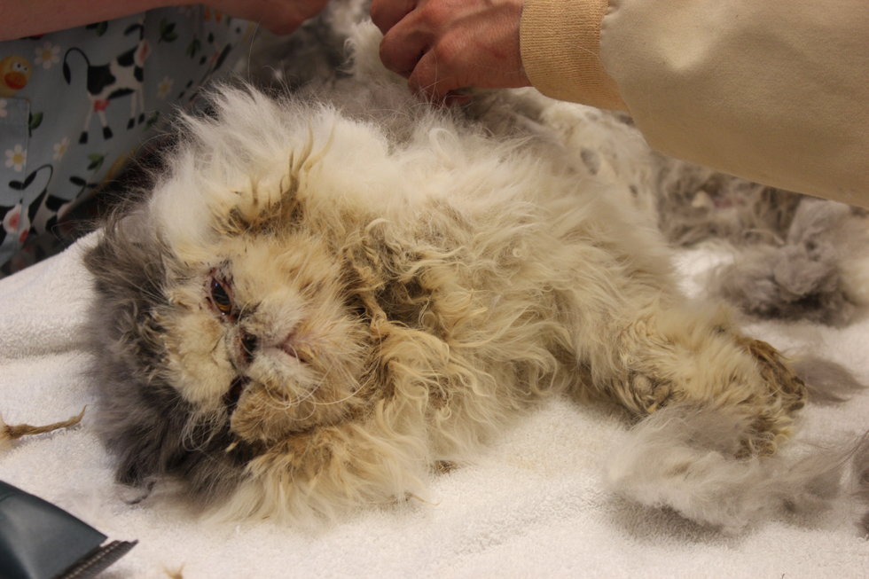 Cat Rescued from Harsh Condition, Gets Half Pound of Matted Fur Removed ...
