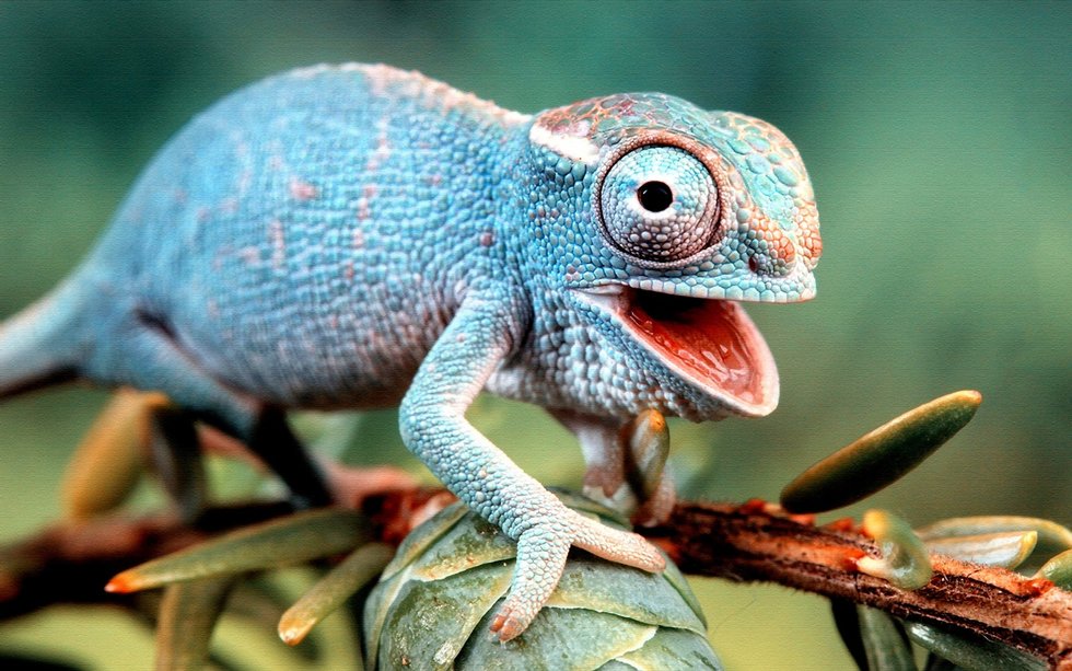 They Might Be ColdBlooded, But These 10 Reasons Prove Lizards Will