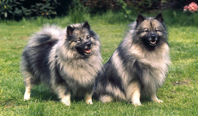 Keeshond separation hot sale anxiety