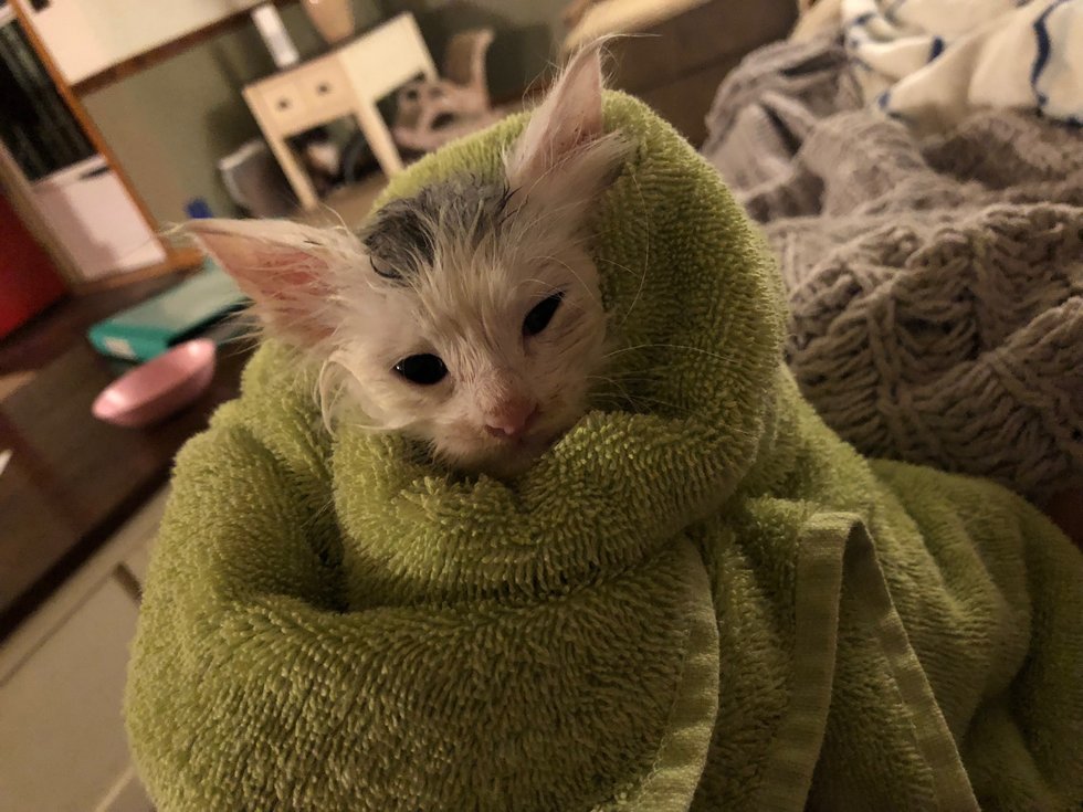 Kitten Took Harrowing Car Ride in Thunderstorm Before He Was Saved by ...