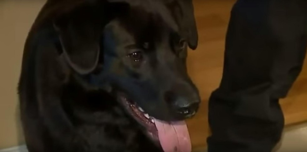 This Dog Discovered Key Evidence In Case Against Subway's Jared Fogle