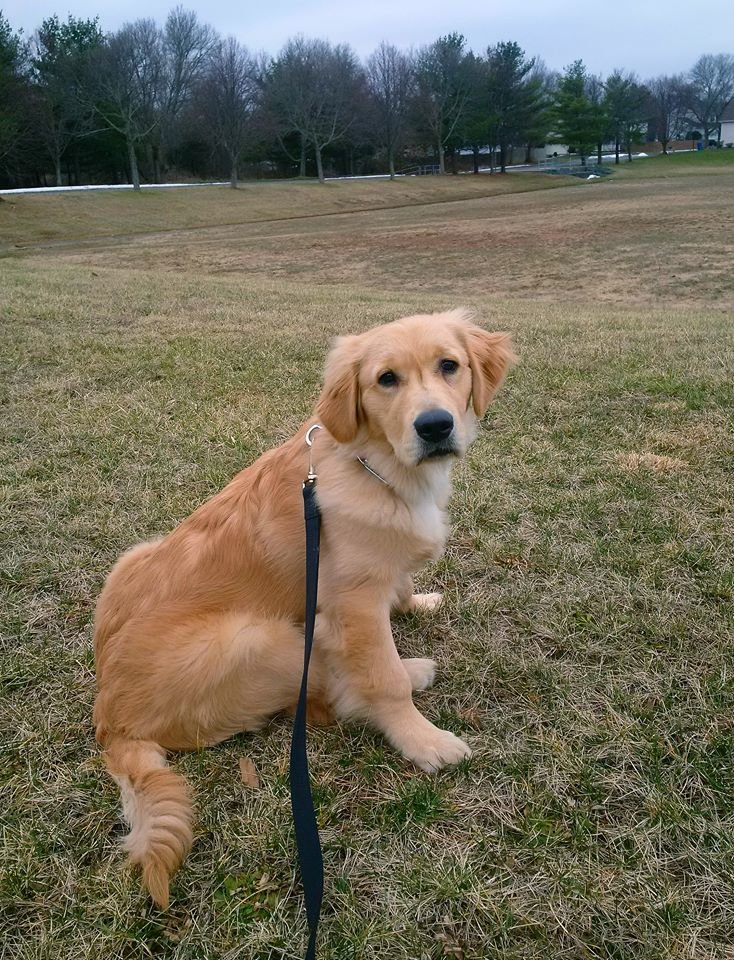10 Things That Make Golden Retrievers Unique