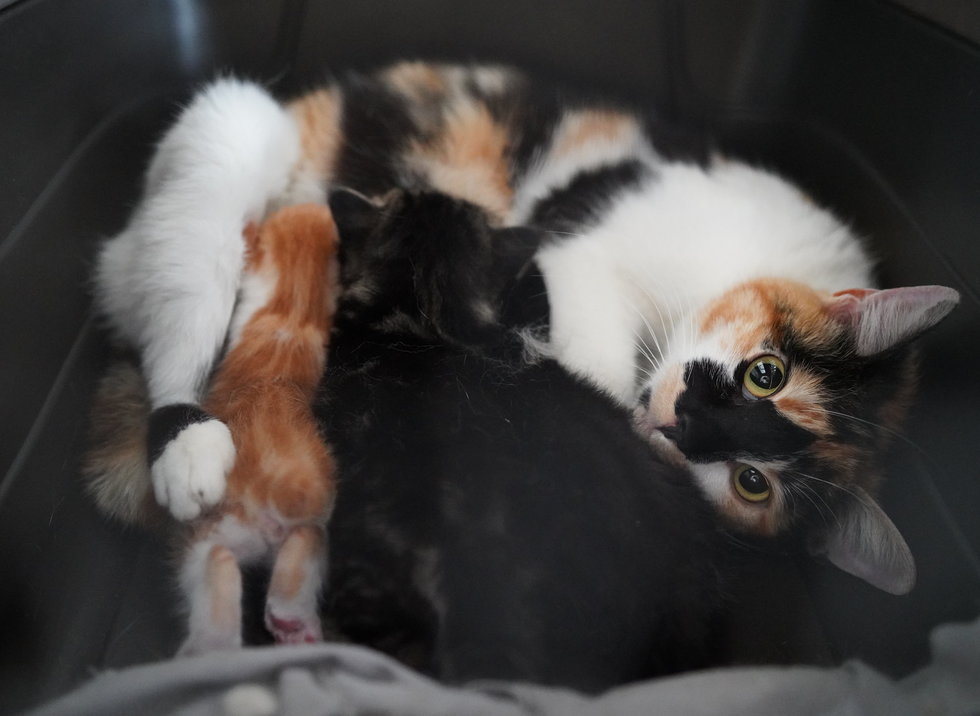 Rescuers Save Cat Mom and Her Surviving Kittens Hidden ...