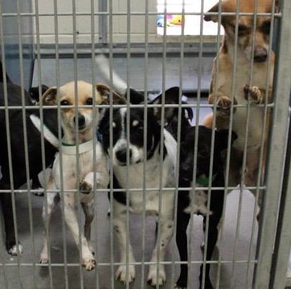 Alarming Numbers Of Chihuahuas In Phoenix's Largest Shelters