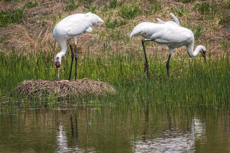 Whooping Cranes Lay Eggs In Louisiana For The First Time In 70 Years