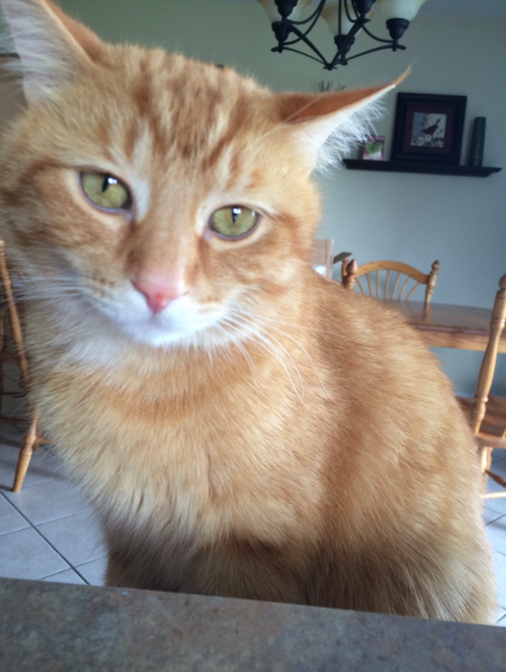 Top 10 Cutest Cat Breeds