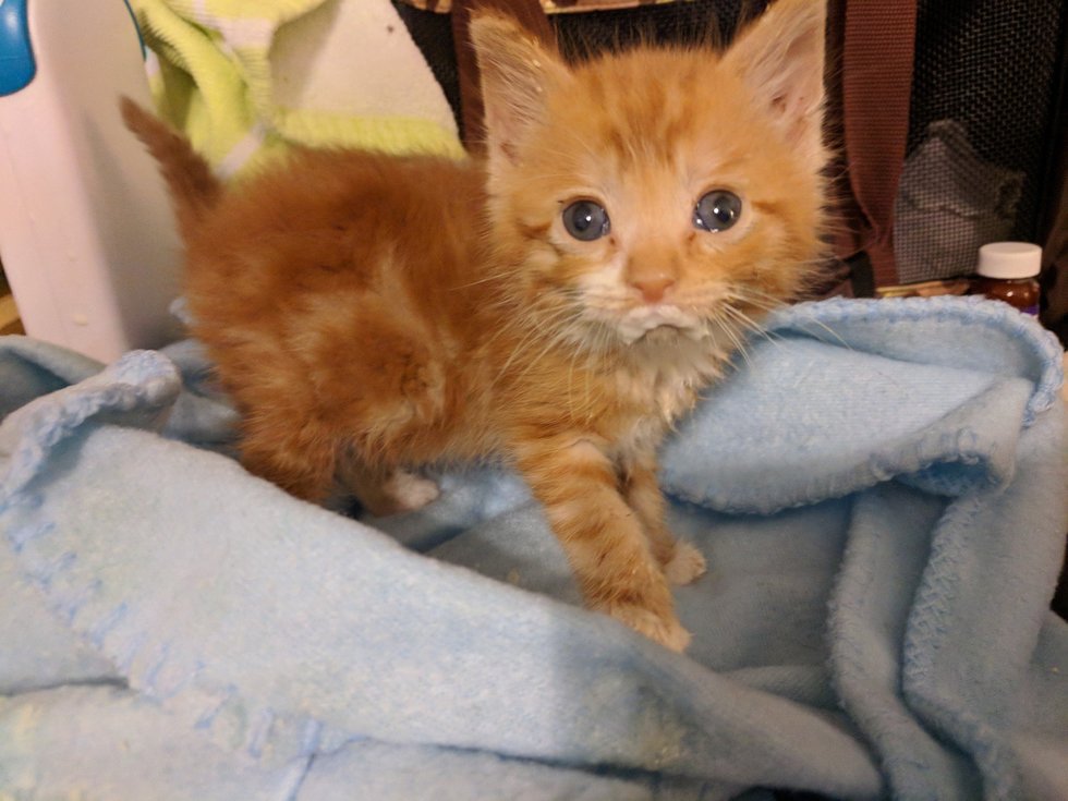 Kitten Who Lived on a Roof, Finds Love and Can't Stop ...