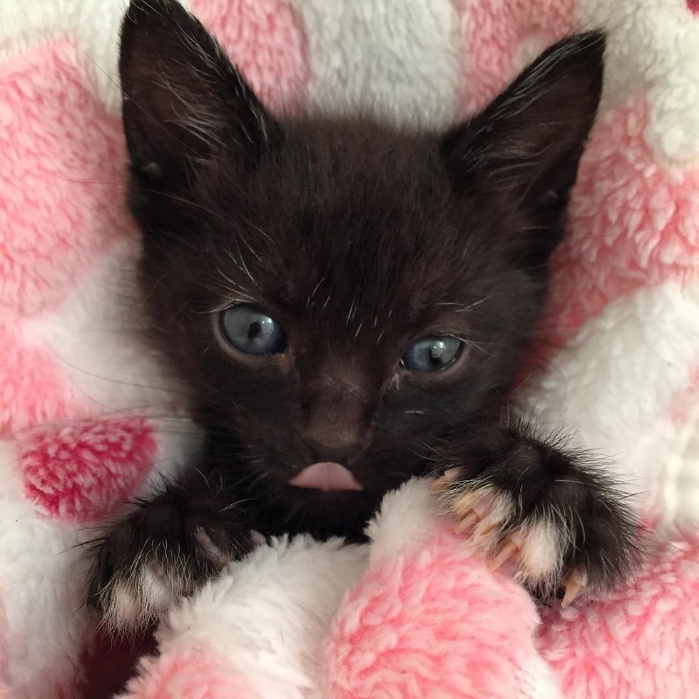 Kitten No One Knew Would Survive, Beats the Odds and Can't Stop ...