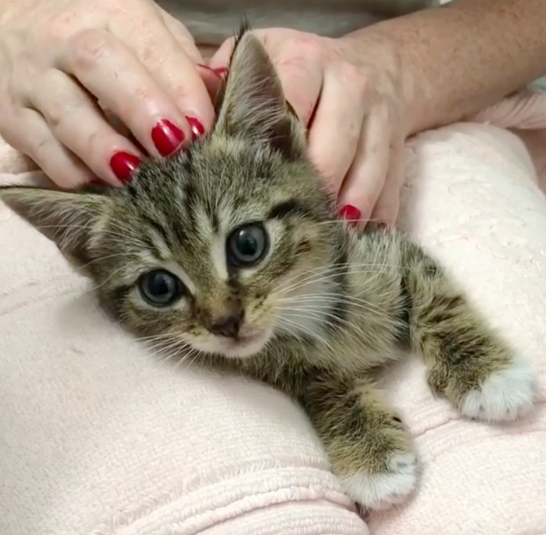 Scared Kittens Rescued from Wood Pile Discover Love with ...