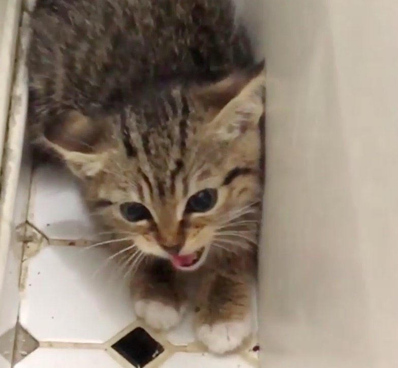 Scared Kittens Rescued from Wood Pile Discover Love with ...