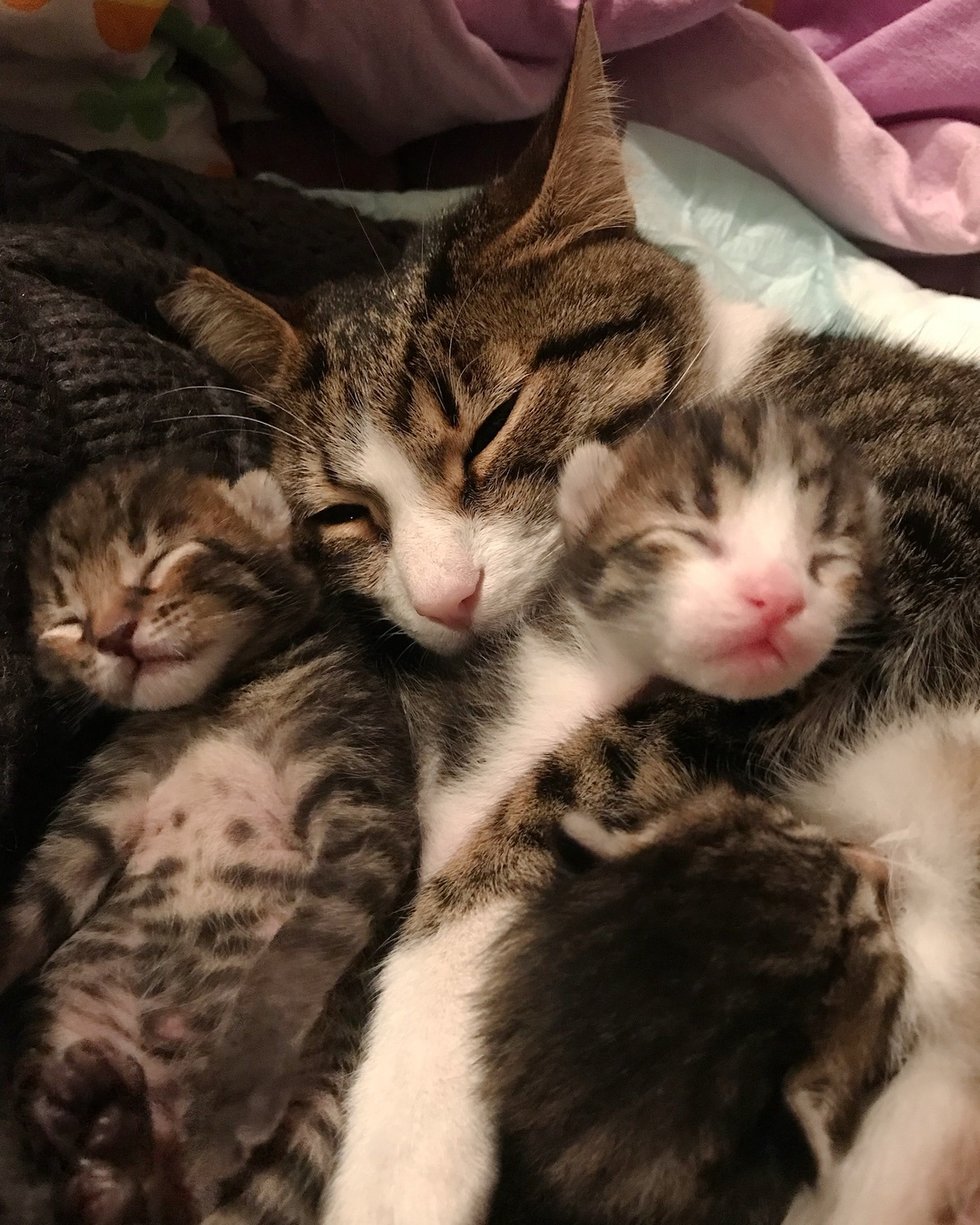 Street Cat Finds Someone Kind to Her and Her Kittens - She Won't Let ...