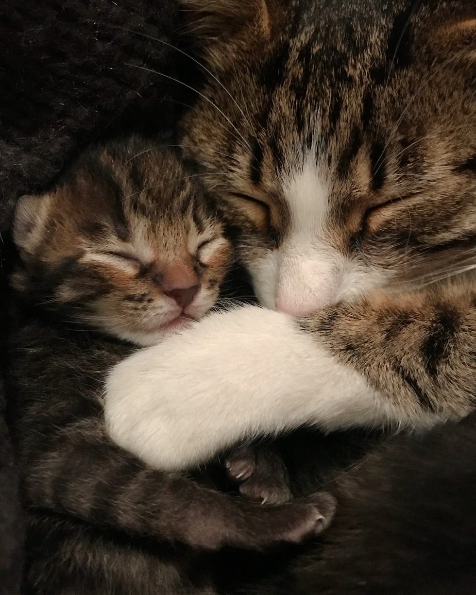 Кошка брата мам. Мама кошка. Кошка с котятами. Мама кошка и котенок. Котята с мамой.