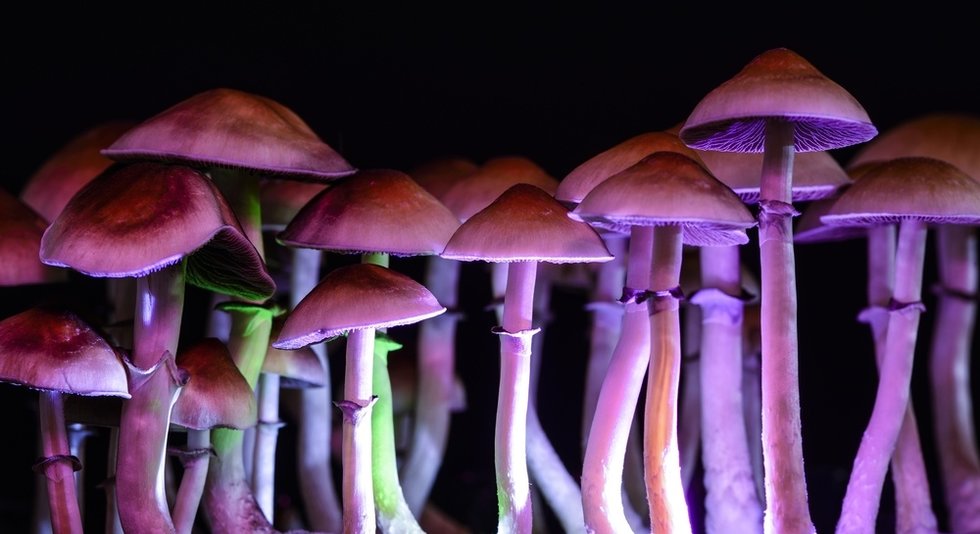 The Unexpected Power Of Magic Mushrooms Reversing The Aging Process - b8mosj4