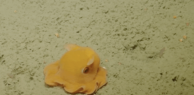 Image result for tiny octopus gif