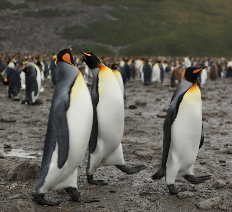 The 18 Best Penguin Species (All Of Them)