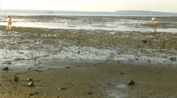 collecting sea life found in galveston beach tidal pools