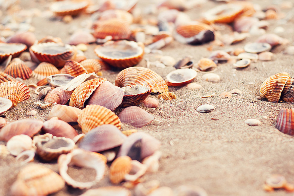 The south's best beaches for seashells It's a Southern Thing