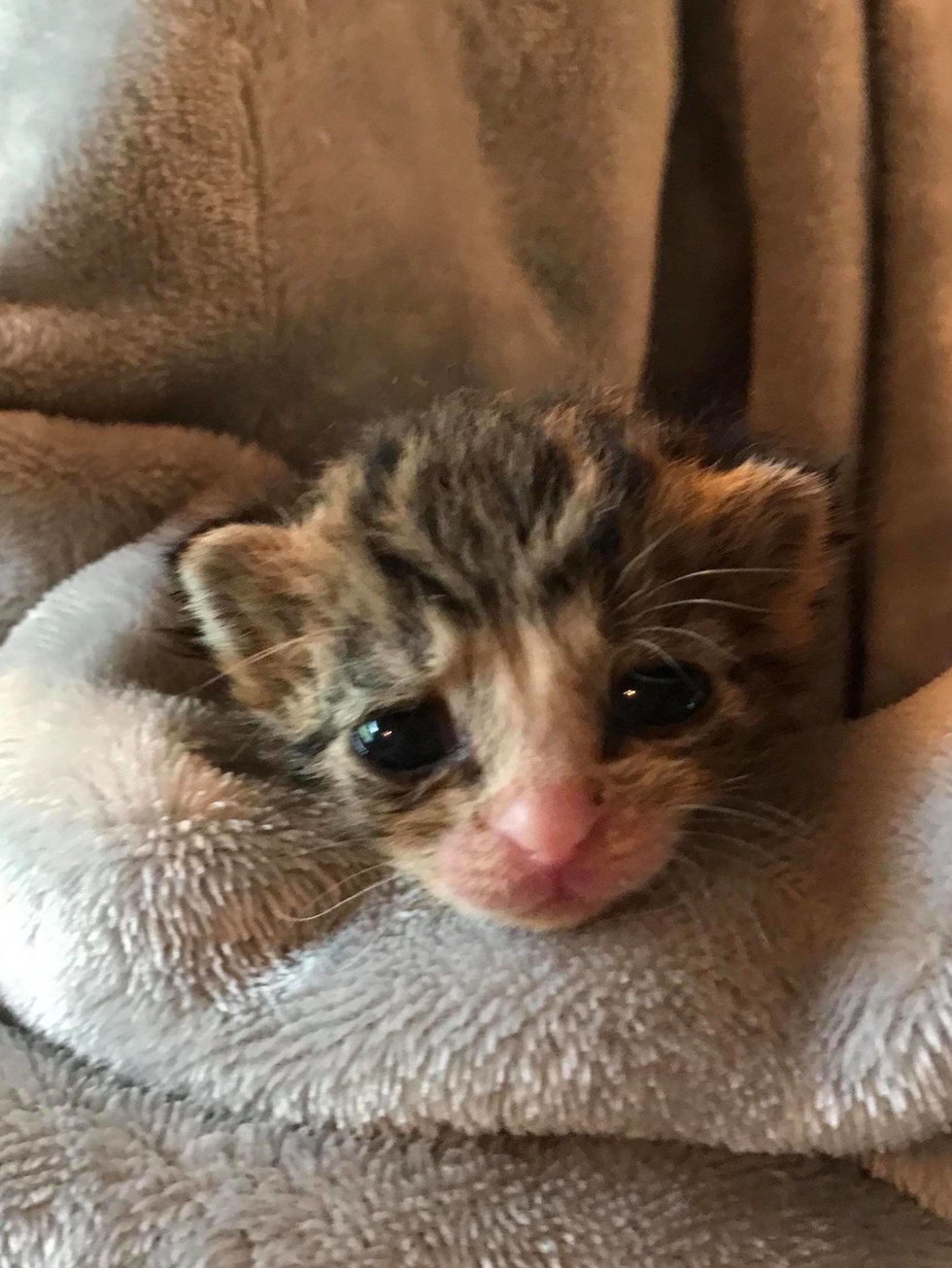 Мяуканье котят kittens. Котенок пищит. Мяуканье кошки. Мяуканье котят Kittens Meowing.