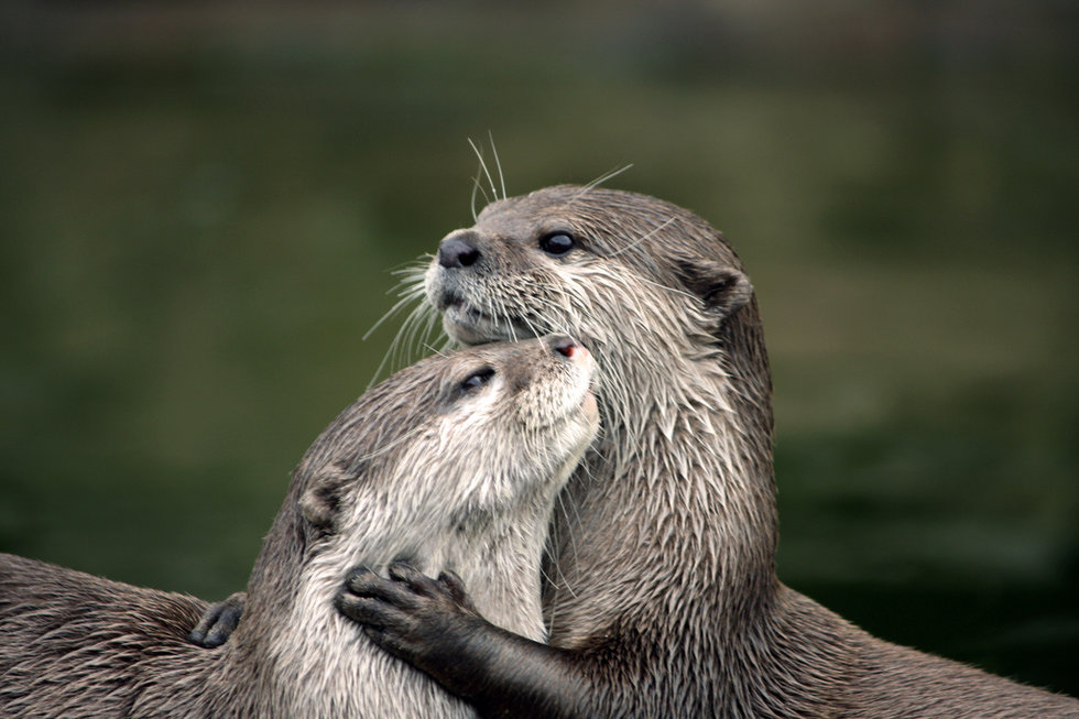 Cute Animal Couple Pictures