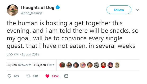 dog thoughts twitter dog thoughts twitter
